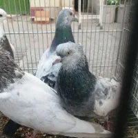 کفتر بهبونی بی عیب