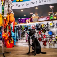 استخدام در کلینیک و پت شاپ دامپزشکی