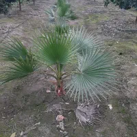 برگ پالم واشنگتن