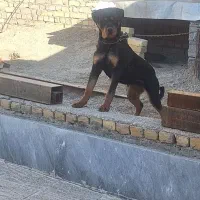 روتوایلر ماده