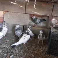 کفتر و مرغ کهنوج|پرنده|کهنوج, |دیوار