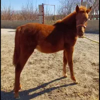 چهار راس اسب. دوتاکره یکساله نریان ومادیان.