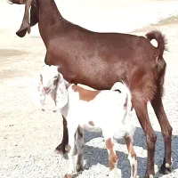 بز وکهره فروشی