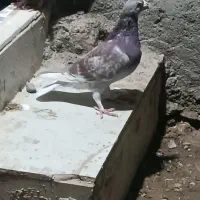 جفت نر بورمگس|پرنده|جزنیک, |دیوار