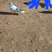 کبوتر بدرنگ روشن|پرنده|بوئین زهرا, |دیوار