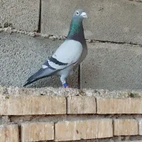عربستان 3بار عرعر