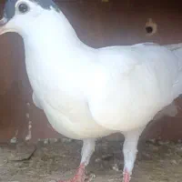 جفت جوجه کفتر نر|پرنده|مشهد, زمرد|دیوار