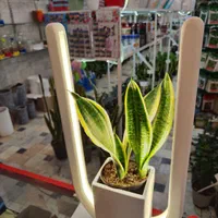 گلدان نور تاب چراغ رشد گیاه بنسای سانسوریا فیکوس|گل و گیاه طبیعی|قم, نیروگاه|دیوار