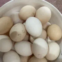 تخم مرغ محلی