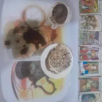 فال قهوه خانم اهوازی موکل دار|خدمات پذیرایی، مراسم|کرج, عظیمیه|دیوار