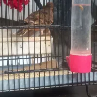 سهره بخون فروش یا معاوضه|پرنده|چهاردانگه (تهران), |دیوار