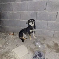 سگ میکس ژرمن و هاسکی واگذاری