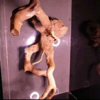 چوب ابنوس|ماهی|کرج, شهرک جهازیها|دیوار