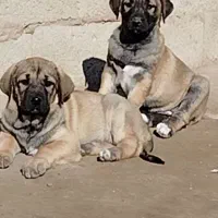 واگذاری توله سگ سرابی نروماده