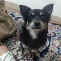 سگ نر پامر اشتپیز