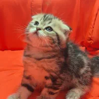 بچه گربه اسکاتیش واگذاری