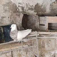 جفت طوق آجری کرمانشاهی بالغ|پرنده|دهدشت, |دیوار