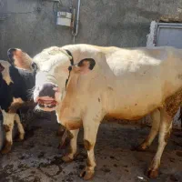 گاو گوساله گوشتی. قصابی|حیوانات مزرعه|کامیاران, |دیوار