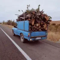 خرید چوب درخت برش شده