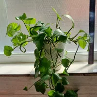 انواع گلدان‌های طبیعی سانسوریا پتوس قاشقی|گل و گیاه طبیعی|قم, شهدا|دیوار