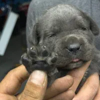 سگ کنکورسو ماستیف|سگ|ری, جوانمرد قصاب|دیوار