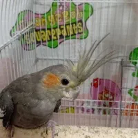 طوطی عروس ماده ۶ ماهه|پرنده|رشت, فلسطین|دیوار