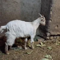 بزغاله ماده تکه خورده|حیوانات مزرعه|قم, باجک یک|دیوار