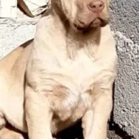 توله سرابی دو ماهه|سگ|تهران, تهرانپارس شرقی|دیوار