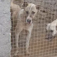 سگ سرابی نر و ماده