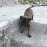 توله مالینویز اصل رنگ تیره خشونت بالا