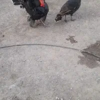 بوقلمو‌جقت‌۴تومان‌میناب‌