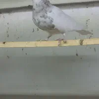 طوقی هفت رنگ طوقی آجری