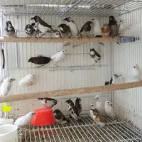 فنچ بنگالی پرستار