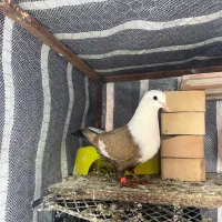 کبوتر کربلایی