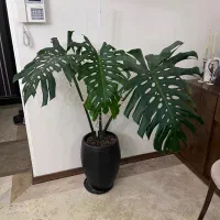 گل برگ انجیری مانسترا