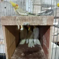 عروس هلندی ماده|پرنده|پردیس, شهرک صنعتی خرمدشت فاز ۷|دیوار