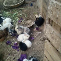 بچه خرگوش وخرگوش|موش و خرگوش|شیراز, بید زرد|دیوار