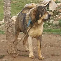 پژدر و عراقی