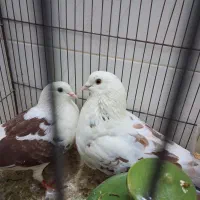 ۲جفت حیونه خوب بشرط