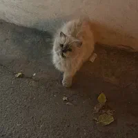 پرشین پیدا شده|حیوانات|بیرجند, |دیوار