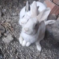 ۳تا خرگوش به فروش میرسد|موش و خرگوش|علی‌آباد کتول, |دیوار