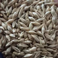 جو دیم عالی برای بذر درجه یک