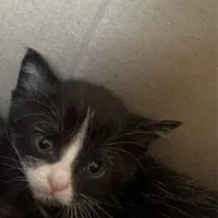 بچه گربه خوشگل قشنگ تمیز تاکسیدو