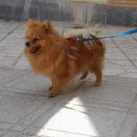 سگ پاپی پیداشده اطراف زرینشهروباغبهادران