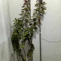 گل طبیعی|گل و گیاه طبیعی|اسلام‌‌آباد غرب, |دیوار