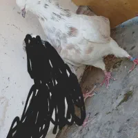 کفتر پرشی|پرنده|آران و بیدگل, |دیوار