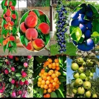 درخت میوه،نهال نهالستان الان بکاریم یا اسفندماه