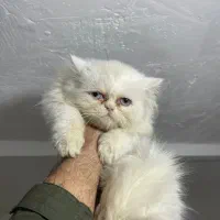 گربه پرشین نر