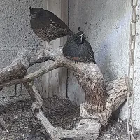 فروش بلدرچین کالیفرنیایی|حیوانات مزرعه|شیرود, |دیوار