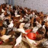 فروش مرغ محلی